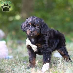 Winkie, Cavapoo Puppy